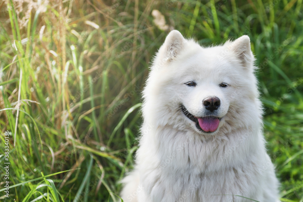 White Samoyed dog on the background of autumn dry grass with sun glare.A place for a space mine .Horizontal orientation