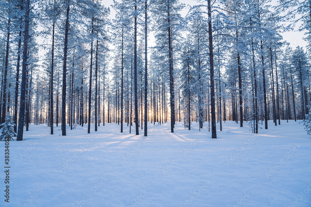 Scenery of tall trees in wild winter destination in national park in northern europe, beautiful white firs covered with frost and ice in wood in Finland