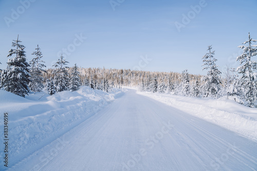 Vast road on snowy lands near forest in national park environment with tall firs on sunny day, scenery of beautiful northern landscape getaway in winter