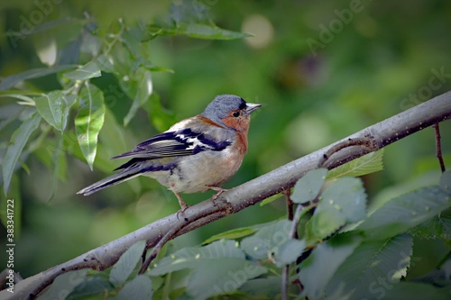 robin on a branch