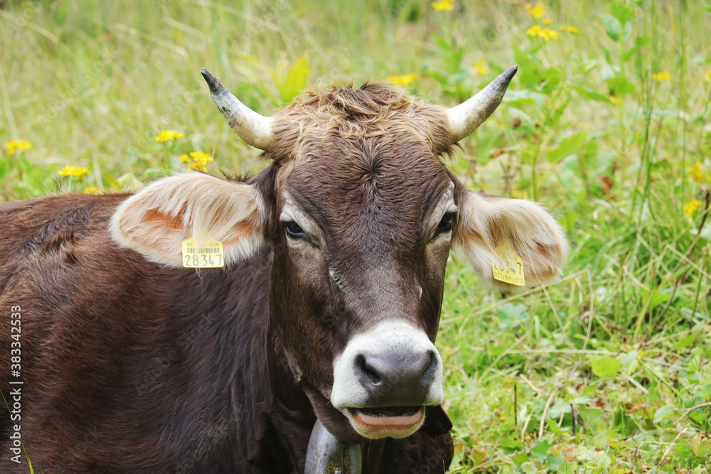 A cow in Alpine mountains, Germany, Bavaria
A cow in Alpine mountains, Germany, Bavaria