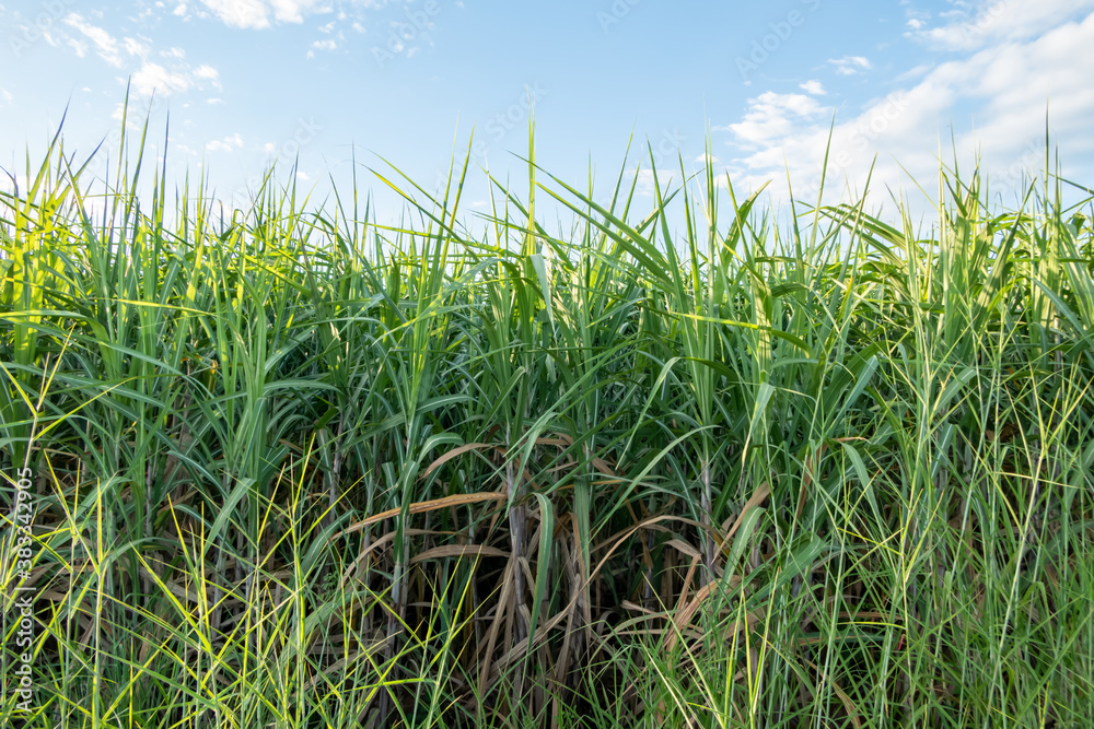 The green sugarcane plant in sugarcane fields Cultivated for sugar production The green sugarcane plant in sugarcane fields Cultivated for sugar production