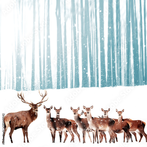 Noble deer in the background of a winter fairy forest. Snowfall. Winter Christmas holiday image. Square format. © delbars