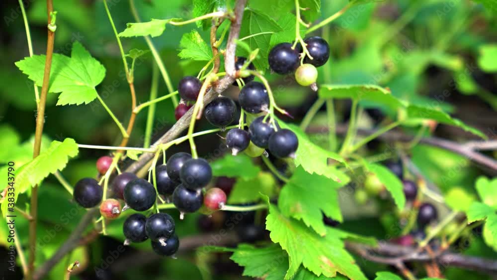 Black Currants on a Bush in a Private Garden Black Currants on a Bush in a Private Garden