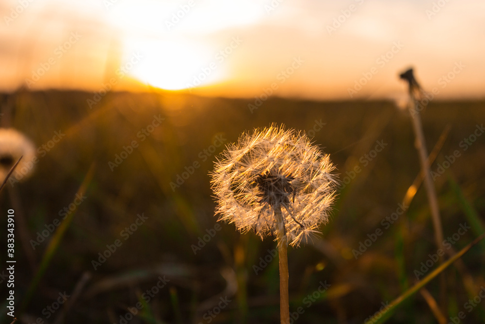 Dandelion in a field against a sunset background