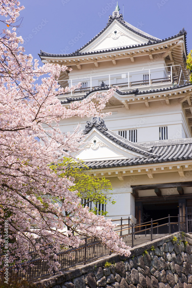 桜と小田原城 桜と小田原城