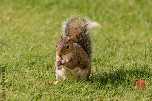 Squirrel eating hazelnut fruit in garden