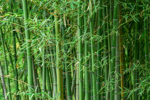 Fototapeta Naklejka Na Ścianę i Meble -  Bamboo forest, natural green background in the Sochi arboretum.