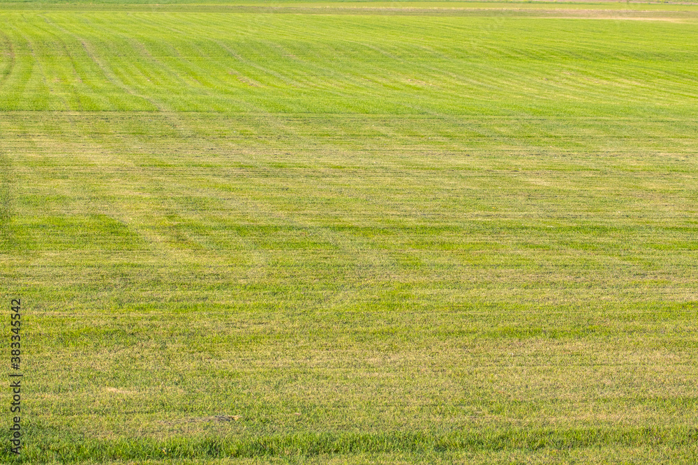 Obraz premium Industrial production of lawn grass in rolls. Trimmed field, resistant to mechanical impact and drought of green lawn grass.