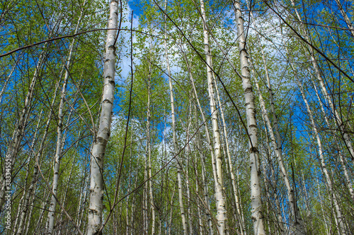 Crowns of green spring birches