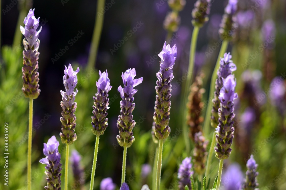 Obraz premium Espigas florales de Lavandula dentata a principios de otoño