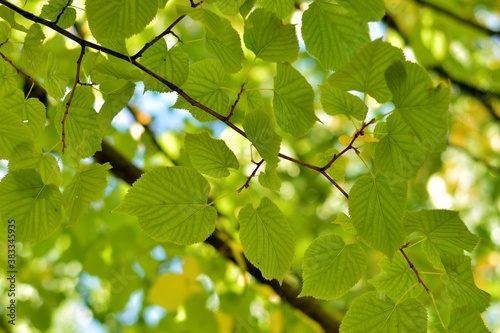 Hojas de tilia en las ramas del árbol al final del verano photo