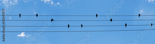 birds on wire with blue sky © Janjiulio