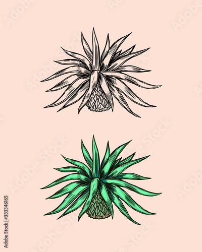 Mexican blue agave Plant. Ingredient for making tequila. Hand Drawn engraved sketch for t-shirt.