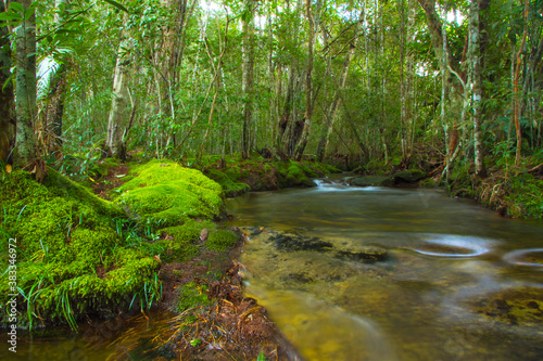 Fototapeta Naklejka Na Ścianę i Meble -  stream in green forest on rainy season