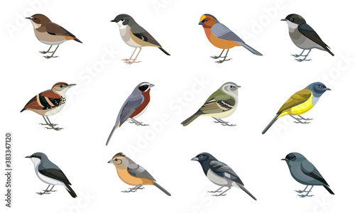 Vector illustrations include images of various birds.