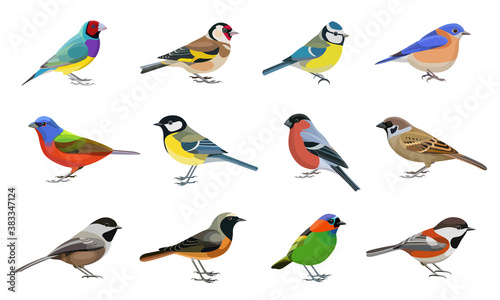 Vector illustrations include images of various birds.