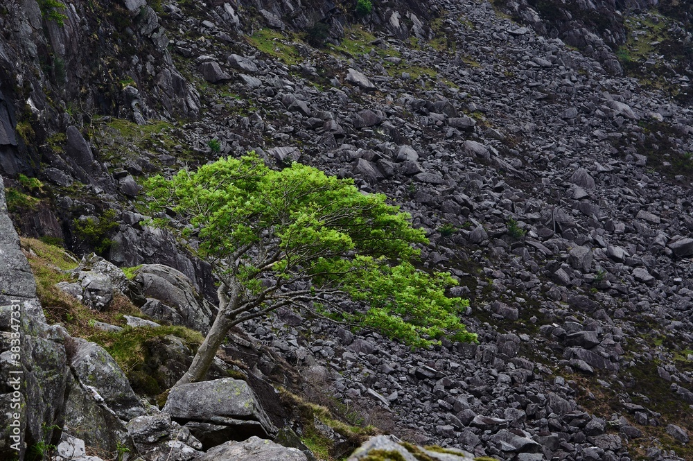 Green tree in scree field. Green tree between dark rocks. Isolated green tree in Ireland on dark background. Green tree in scree field. Green tree between dark rocks. Isolated green tree in Ireland on dark background.
