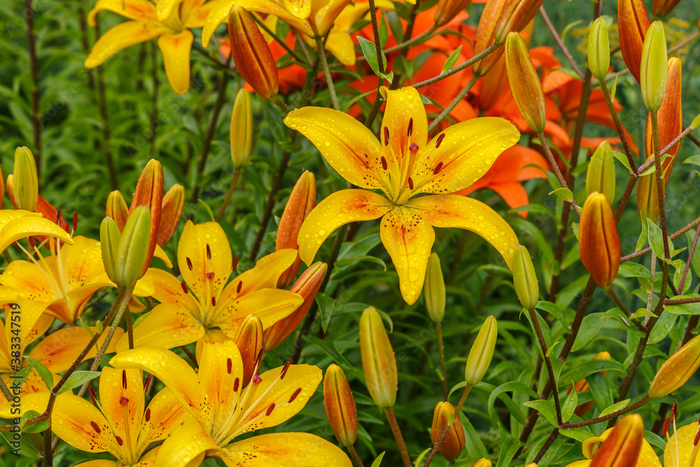 Lilium. Flowers in the garden. Yellow blooming flowers with water drops on petals. Lilium. Flowers in the garden. Yellow blooming flowers with water drops on petals.