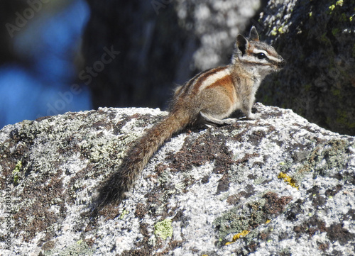 Lodgepole chipmunk, San Bernardino Mountains, Big Bear, California.    photo