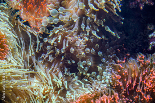 Fototapeta Naklejka Na Ścianę i Meble -  underwaterscape