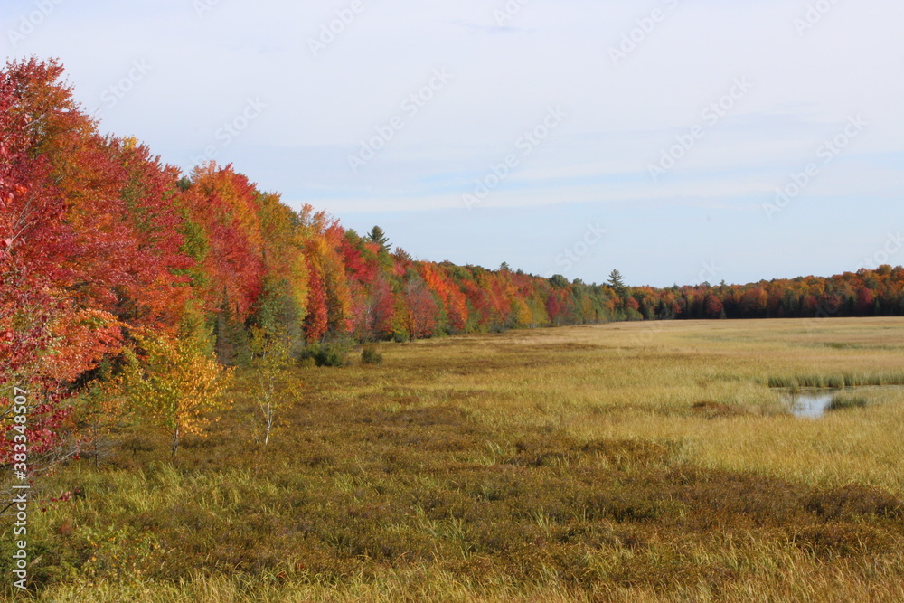 Fall Trees- Michigan's UP