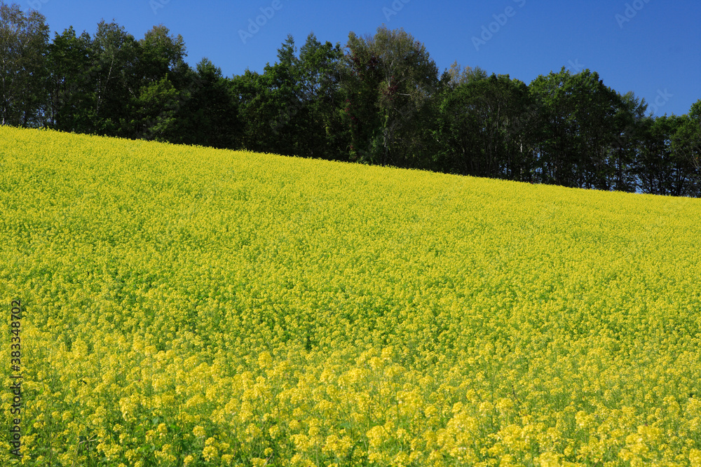 Obraz premium 菜の花畑