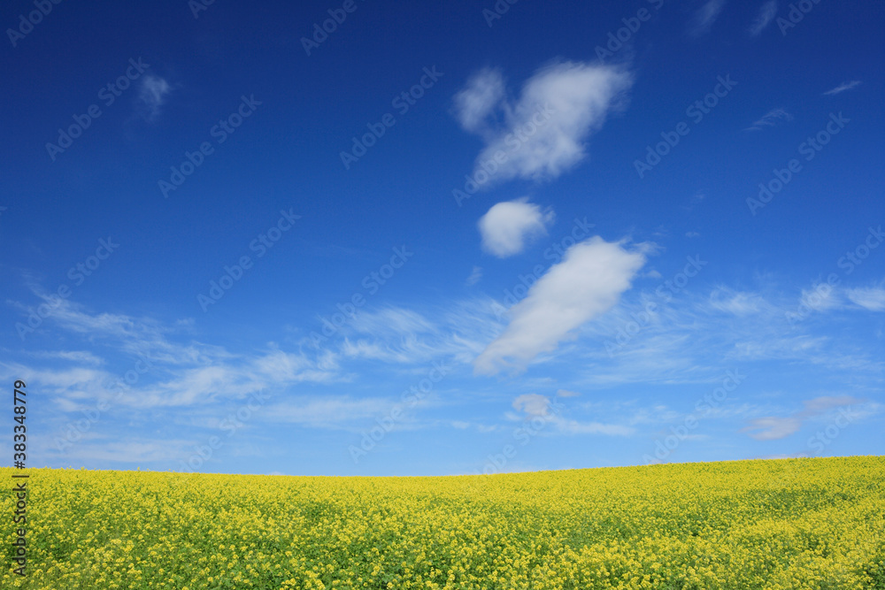 菜の花畑 菜の花畑