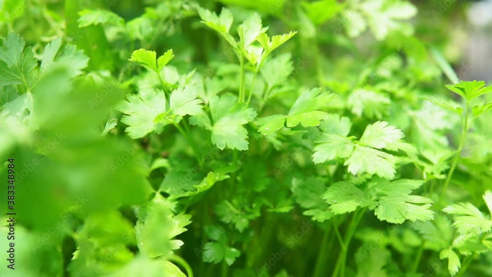 parsley plant close-up selective focus. growing spice plants harvest parsley plant close-up selective focus. growing spice plants harvest