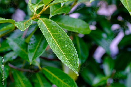 Nasse Blätter mit Regentropfen in einem Lorbeerkirsch-Busch (Lat.: Prunus laurocerasus, Syn.: Laurocerasus officinalis) nach einem Sommerregen, Wassertropfen auf einer Gartenpflanze