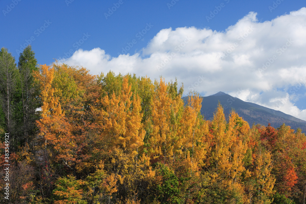 Fototapeta premium 紅葉樹林