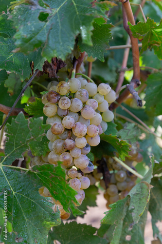 Wallpaper Mural bunch of white grapes before being harvested for the harvest Torontodigital.ca