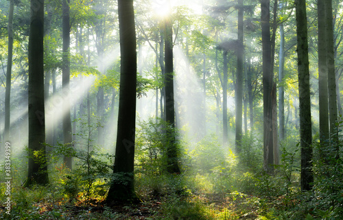 Fototapeta Naklejka Na Ścianę i Meble -  Beautiful sunny morning in the forest