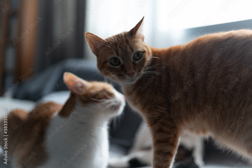 dos gatos domesticos de color marron  a contraluz