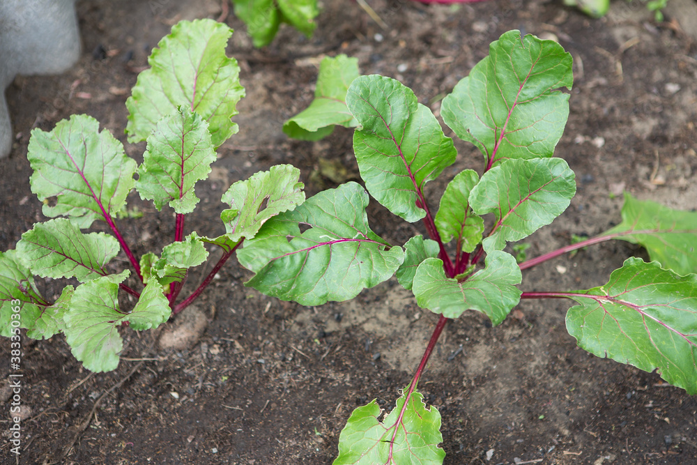 Young green beetroot plants. Beetroot growing. Organic beet roots growing Young green beetroot plants. Beetroot growing. Organic beet roots growing