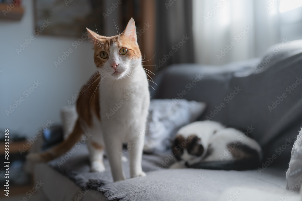 gato blanco y marrón con ojos amarillos en el sofa, mira a la cámara