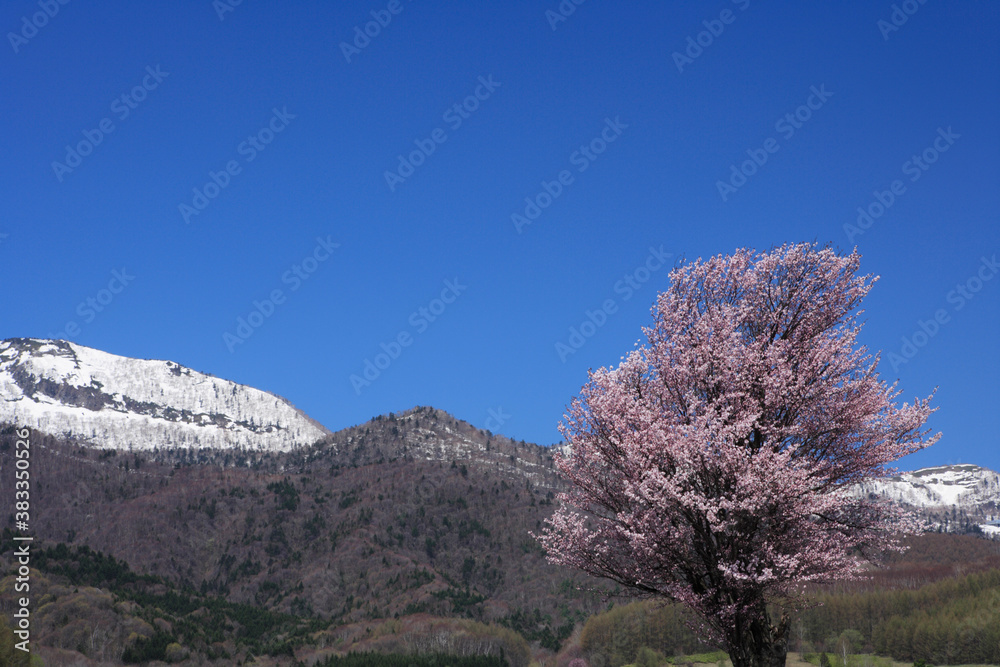 桜 桜