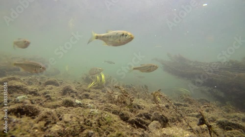 River fishes in natural habitat, fishes in river underwater, flock of small and big fishes, gudgeon, common nase, sneep , sunbleak, chub, shallow water, river current, underwater plants photo