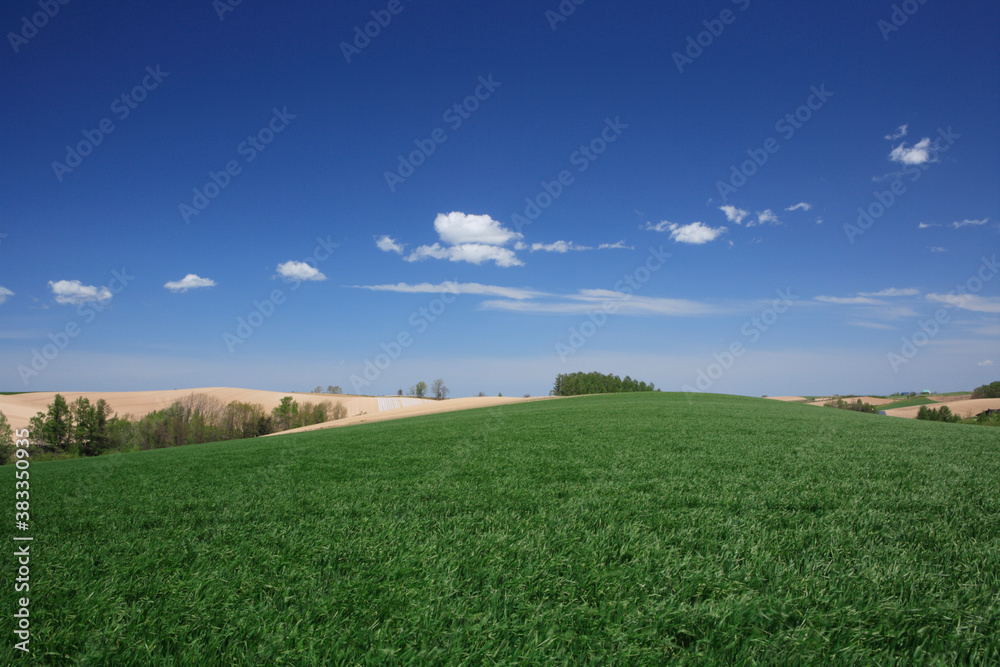 青麦畑と雲