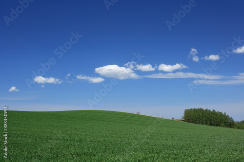 青麦畑と雲