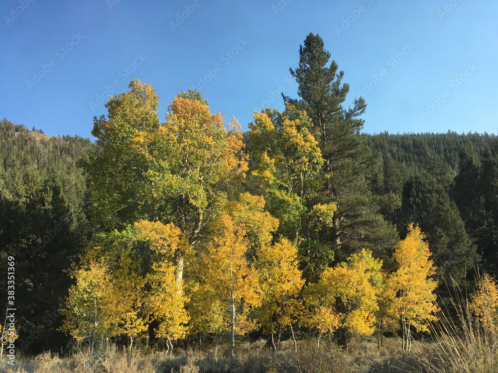 Beautiful and vibrant fall colors on a sunny autumn day in California