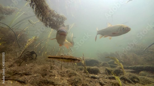 River fishes in natural habitat, fishes in river underwater, flock of small and big fishes, gudgeon, common nase, sneep , sunbleak, chub, shallow water, river current, underwater plants photo