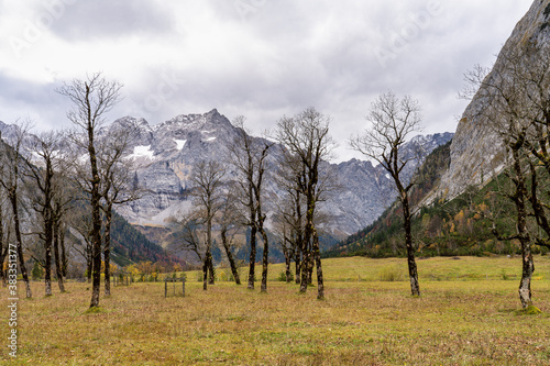 maple trees at Ahornboden, Karwendel mountains, Tyrol, Austria © rudiernst