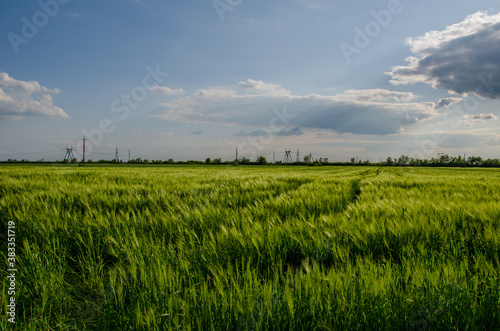 Beautiful sunset over the wheat field. summer Rural landscape. green wheat field on the background of beautiful clouds