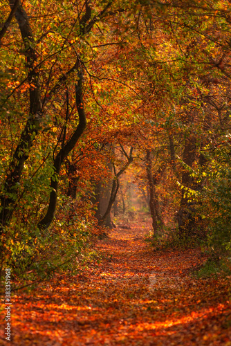 Magical autumn forest 