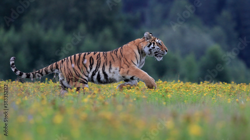The largest cat in the world, Siberian tiger, Panthera Tigris altaica, running across a meadow full of yellow flowers. Impressionistic scene of the top predator in a nature.