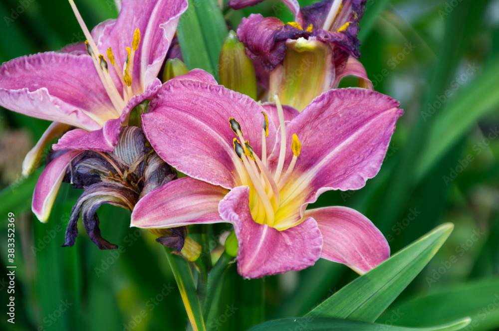 Pink and Yellow Lilies