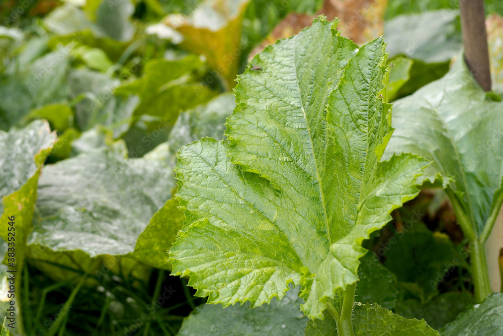 green leaf of a young zucchini in the garden on an autumn day. zucchini grows in the garden green leaf of a young zucchini in the garden on an autumn day. zucchini grows in the garden