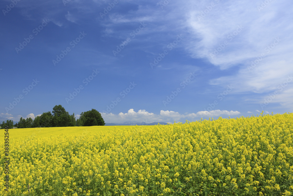 菜の花畑