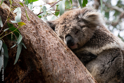 Koala (Phascolarctos cinereus) resting on a tree, in Koala Conservation Centre on Phillip Island, Australia